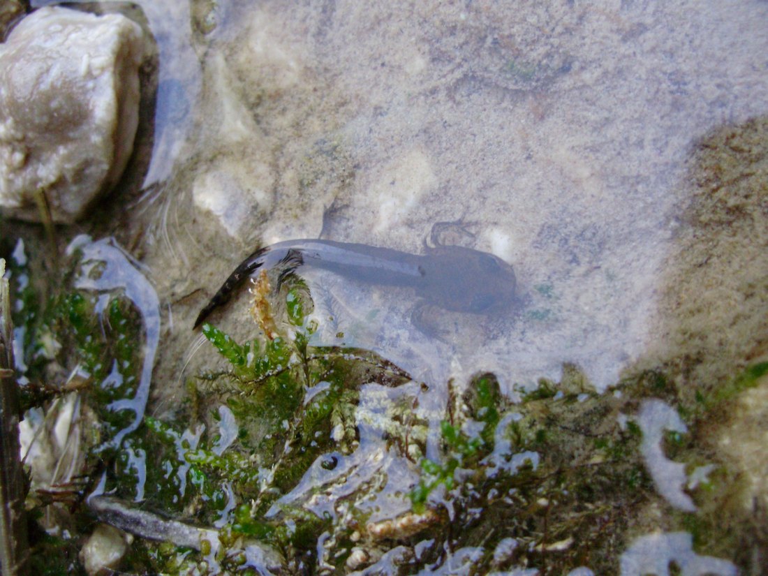 Popolazione di S. salamandra molto numerosa